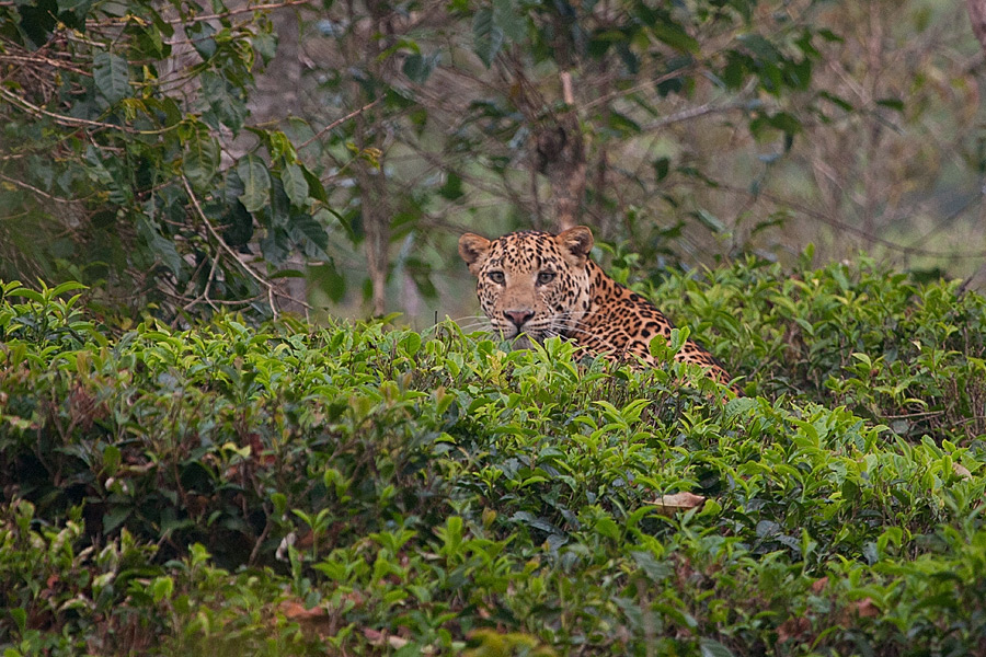 வீட்டு நாயை வேட்டையாடும் காட்டுச்சிறுத்தைகள்
