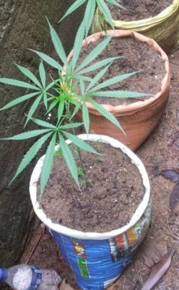 காய்கறித் தோட்டத்தில் கஞ்சா செடி வளர்த்த தொழிலாளி கைது