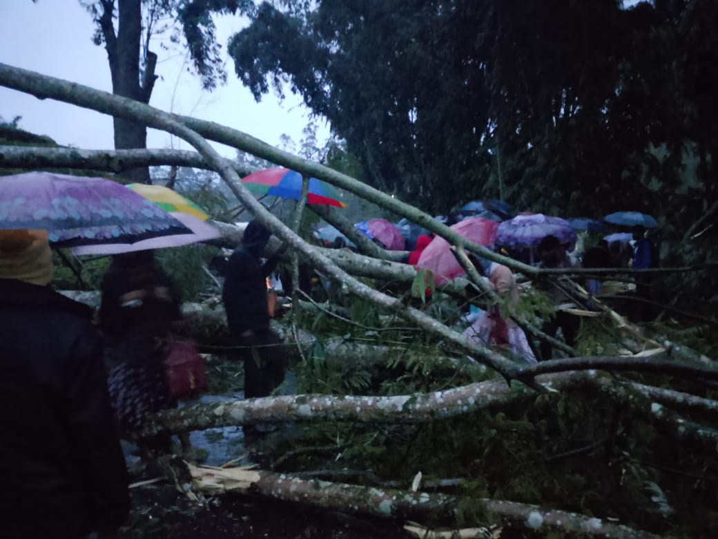 நோர்வூட்- மஸ்கெலியா பிரதான வீதியில் மரம் சரிந்து போக்குவரத்து பாதிப்பு