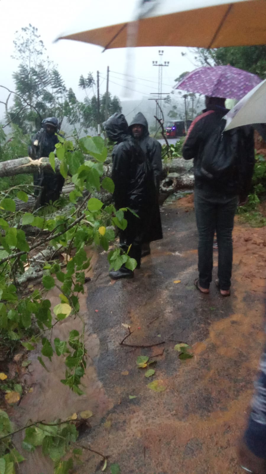 மஸ்கெலியா மருத்துவமனைக்கு அருகில் மரம் சரிந்தது