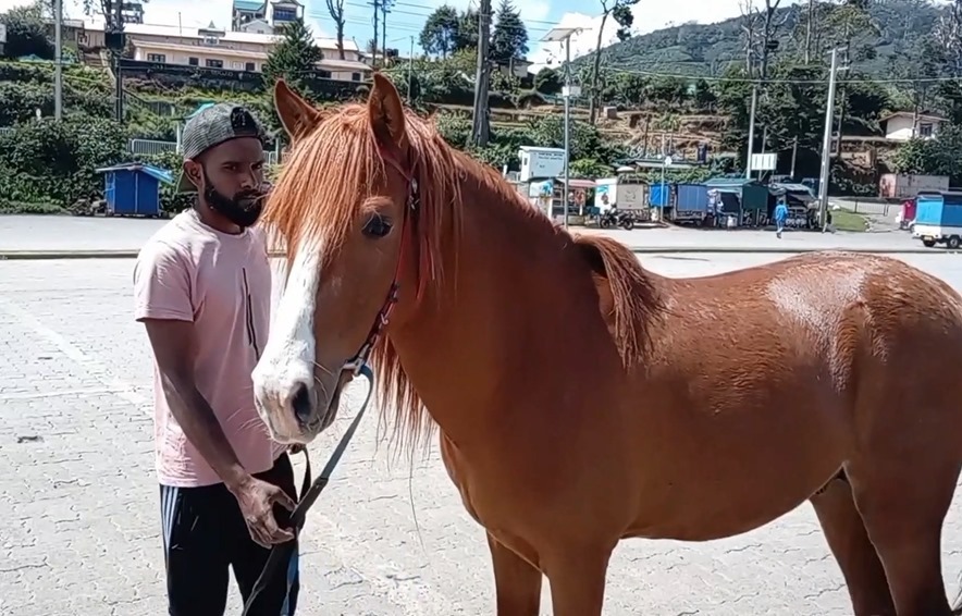 ஊட்டச் சத்து குறைபாடுள்ள நுவரெலியா குதிரைகளுக்கு மருத்துவ முகாம்!