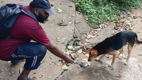 எல்லோரும் போனாலும் ஊரைவிட்டுப் போகாத கம்மடுவ வளர்ப்பு நாய்கள்!