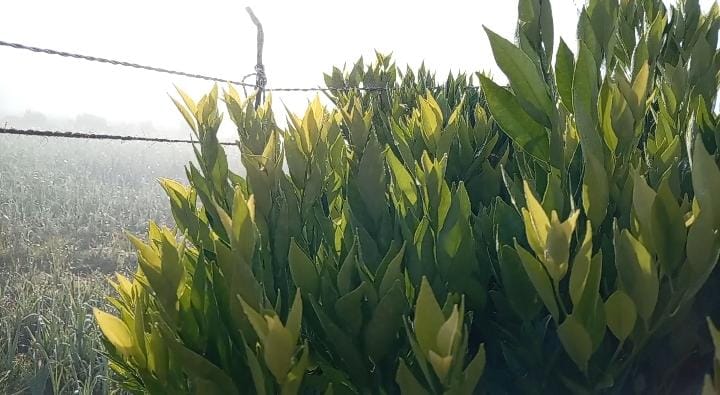 நுவரெலியாவில் காலையை அழகாக்கும் மார்கழி பனிப்பொழிவு