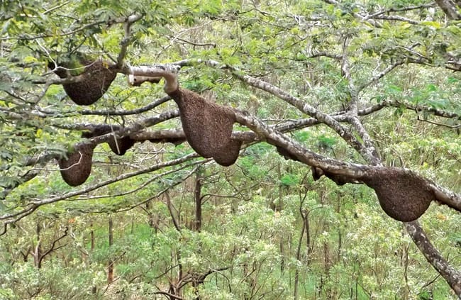 சிவனடி பாத மலைப் பாதையில் உள்ள குளவிக் கூடுகளை அகற்ற கோரிக்கை