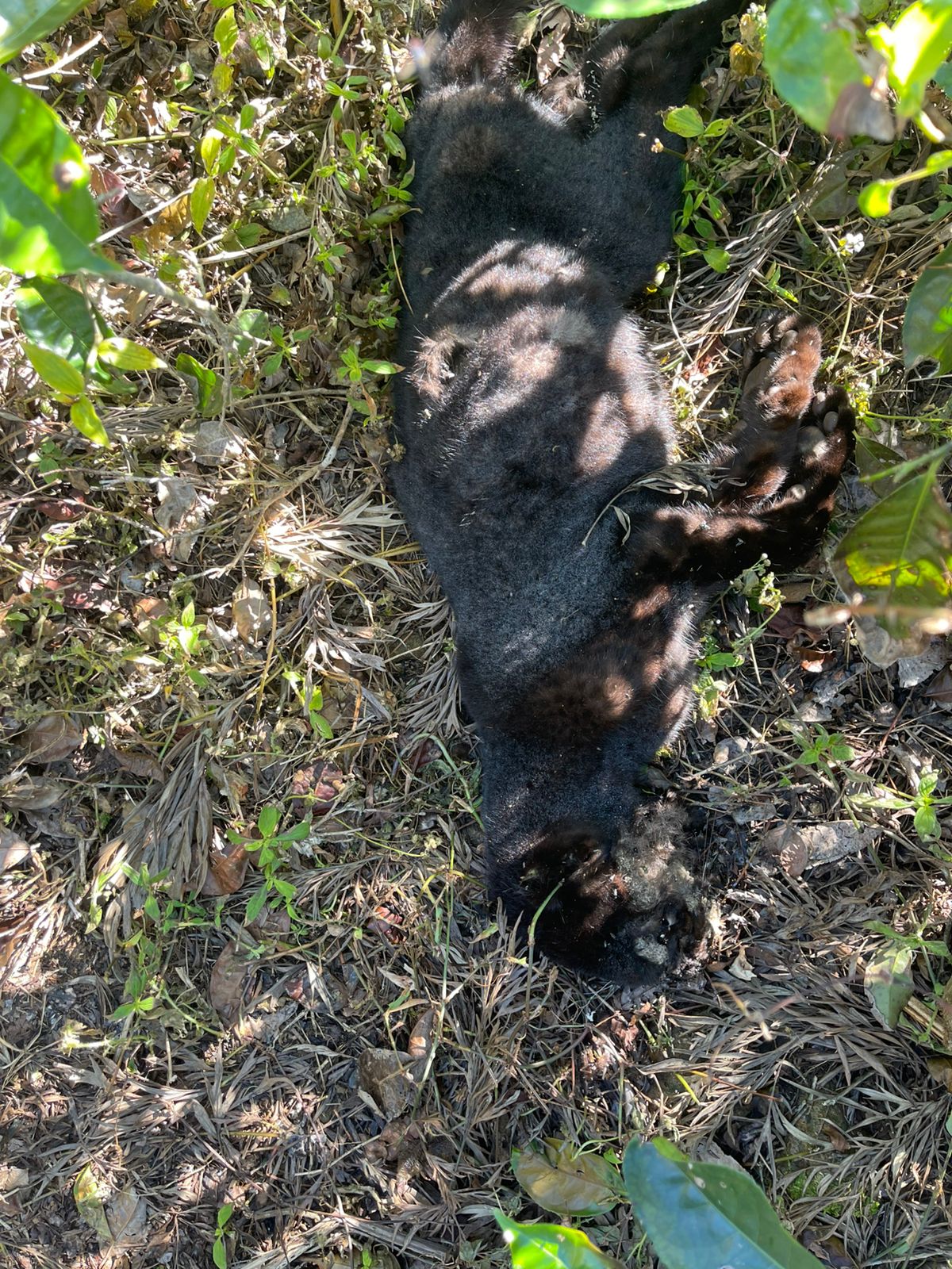 நல்லதண்ணியில் இறந்த நிலையில் சிறுத்தை மீட்பு