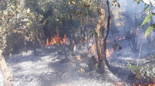 மலைநாட்டில் பாதுகாக்கப்பட்ட காடுகளுக்கு விஷமிகள் தீவைப்பது தொடர்கிறது