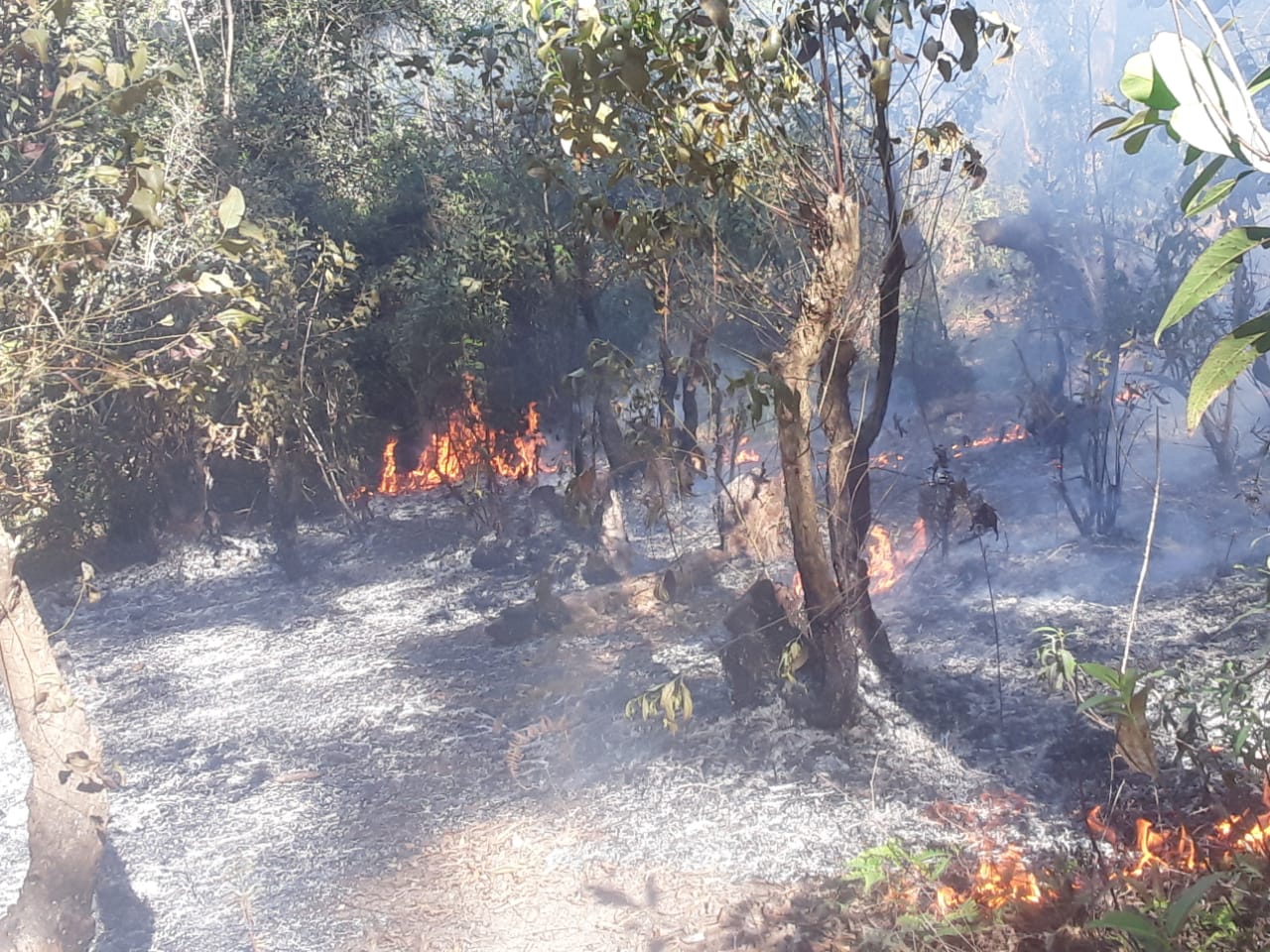 மலைநாட்டில் பாதுகாக்கப்பட்ட காடுகளுக்கு விஷமிகள் தீவைப்பது தொடர்கிறது