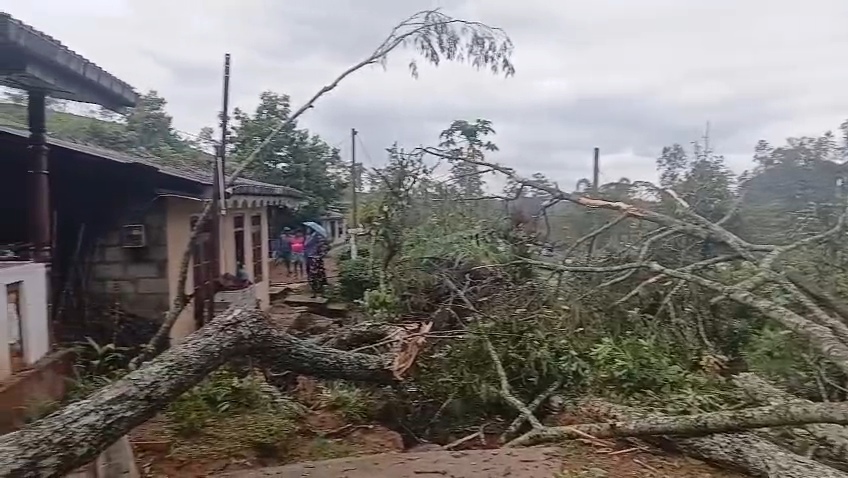 புளியாவத்தை ஹென்சி தோட்டத்தில் மரம் வீழ்ந்து வீடுகள் சேதம்!