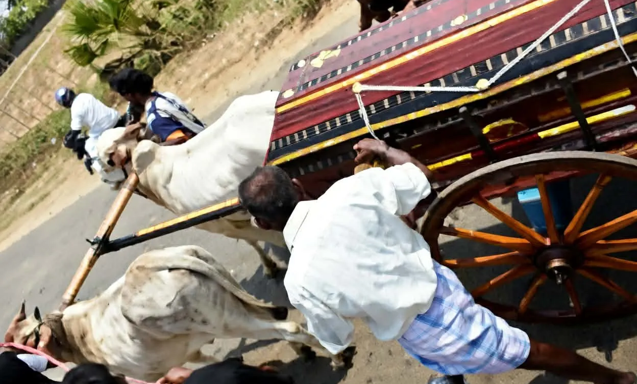 எஜமானின் இறுதி ஆசைப்படி அவரது பூதவுடலை சுமந்த காளைகள்!