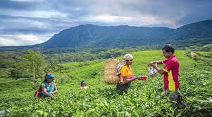 வெப்பத்தில் உழலும் தொழிலாளருக்கு அரை நாள் சம்பளம் வழங்கும் அநியாயம்!