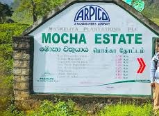 மொக்கா தோட்ட காவலாளியைத் தாக்கிய சின்ன துரை விளக்க மறியலில்