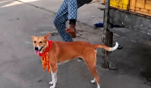 dog