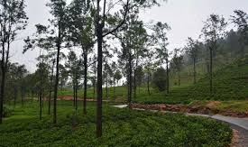 கித்துல்முல்லை மேல் பிரிவில் குளவி கொட்டியதில் ஒருவர் உயிரிழப்பு