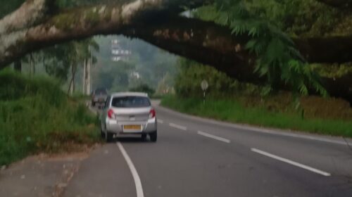 இன்று காலை ஹற்றன்-கொழும்பு வீதியில் மரம் வீழ்ந்தது