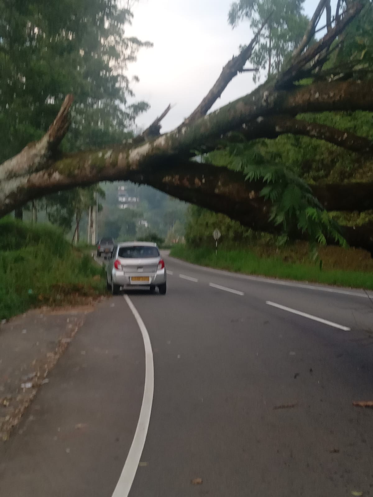 இன்று காலை ஹற்றன்-கொழும்பு வீதியில் மரம் வீழ்ந்தது