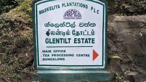 மஸ்கெலியா கிலண்டில் தோட்டத்தில் ஆணின் சடலம் மீட்பு