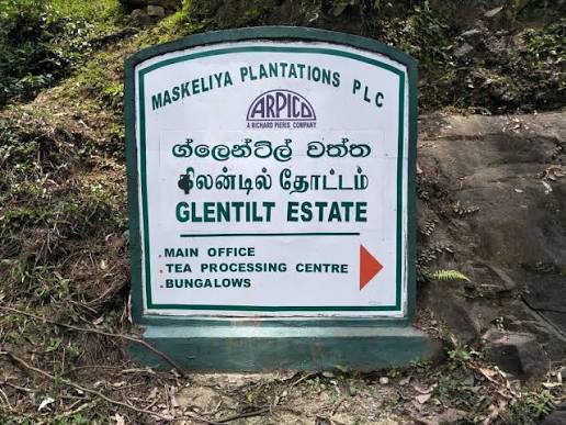 மஸ்கெலியா கிலண்டில் தோட்டத்தில் ஆணின் சடலம் மீட்பு