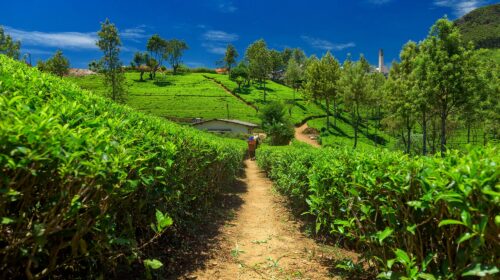 சாமிமலையில் மின் வேலியில் சிக்கியவர் மரணம் அடைந்தார்