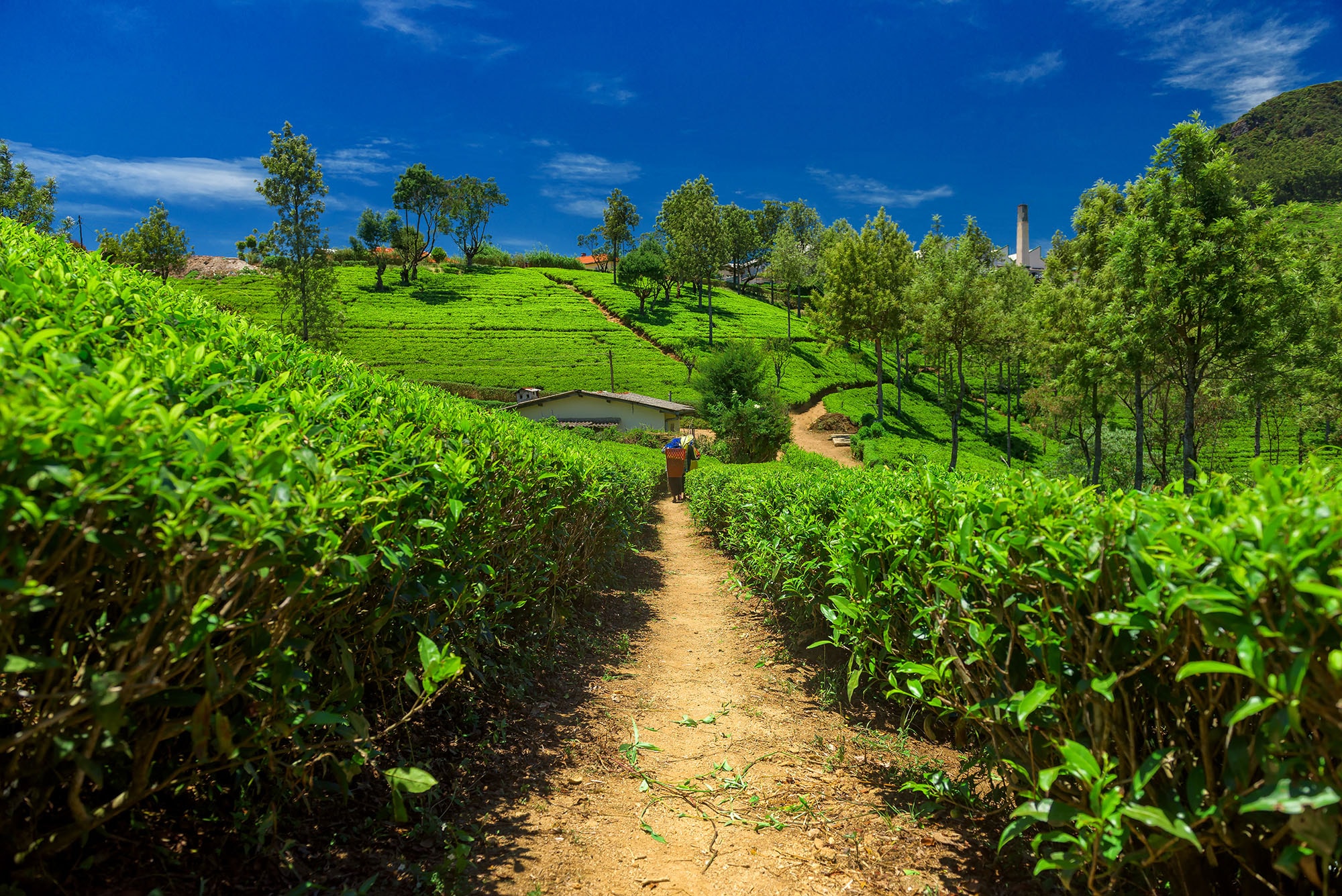 சாமிமலையில் மின் வேலியில் சிக்கியவர் மரணம் அடைந்தார்