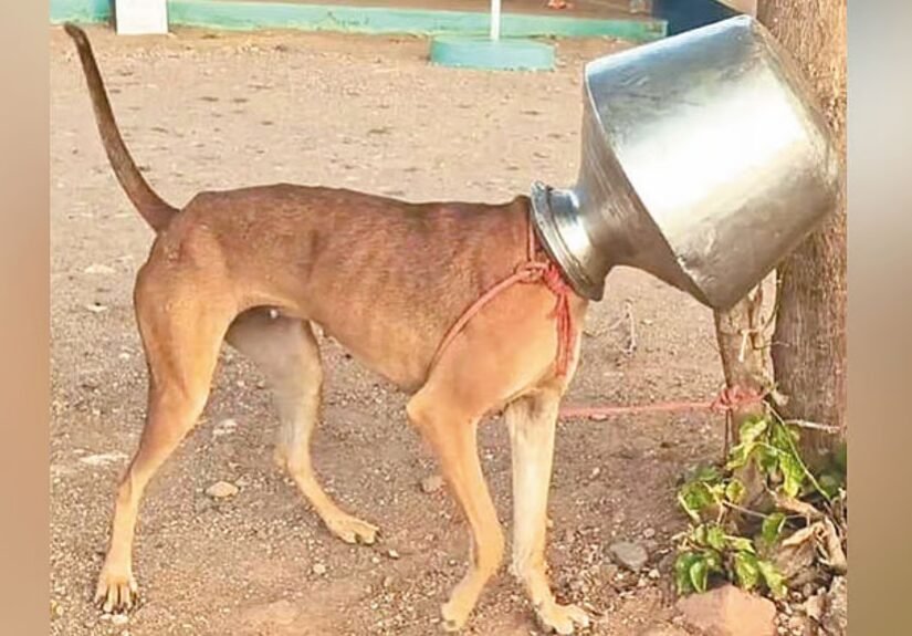 தண்ணீர் குடிக்க குடத்துக்குள் தலையைவிட்ட நாய் எடுக்க தவிப்பு!