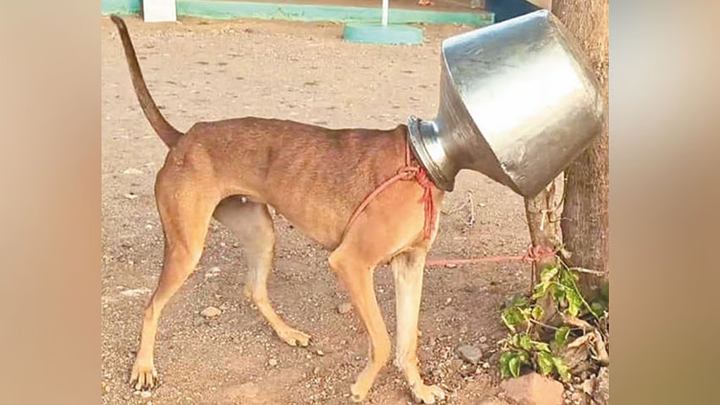 தண்ணீர் குடிக்க குடத்துக்குள் தலையைவிட்ட நாய் எடுக்க தவிப்பு!