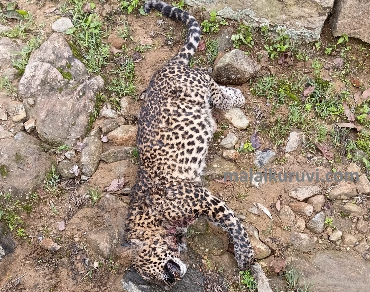 சாமிமலை கிங்கோரா தோட்டத்தில் இறந்த சிறுத்தை மீட்பு