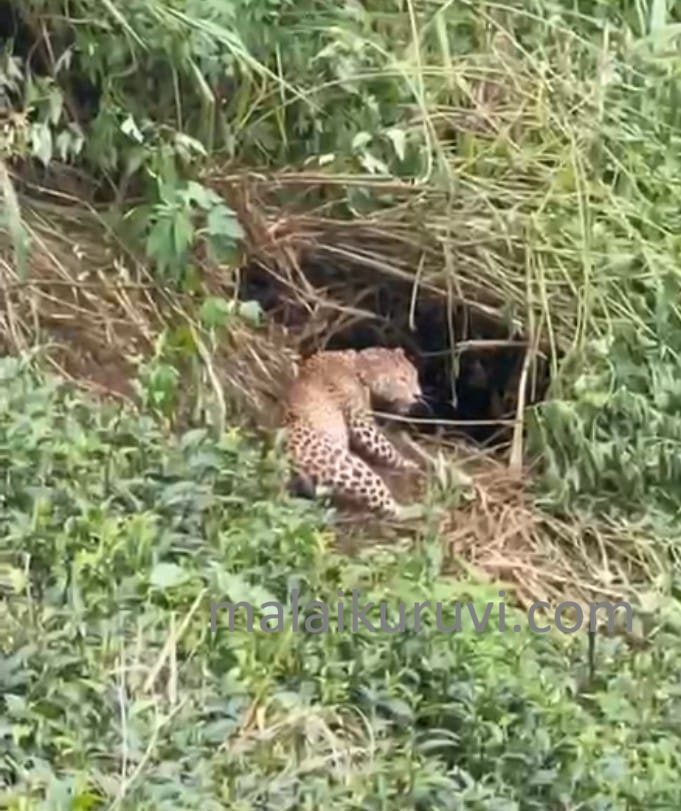 கொட்டகலை கல்மதுரை தோட்டத்தில் பொறியில் சிக்கிய சிறுத்தை