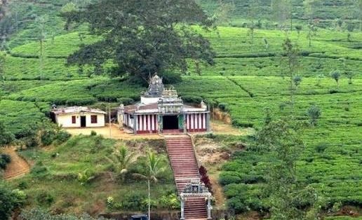காடாக மாறி வரும் தேயிலைத் தோட்டங்கள்