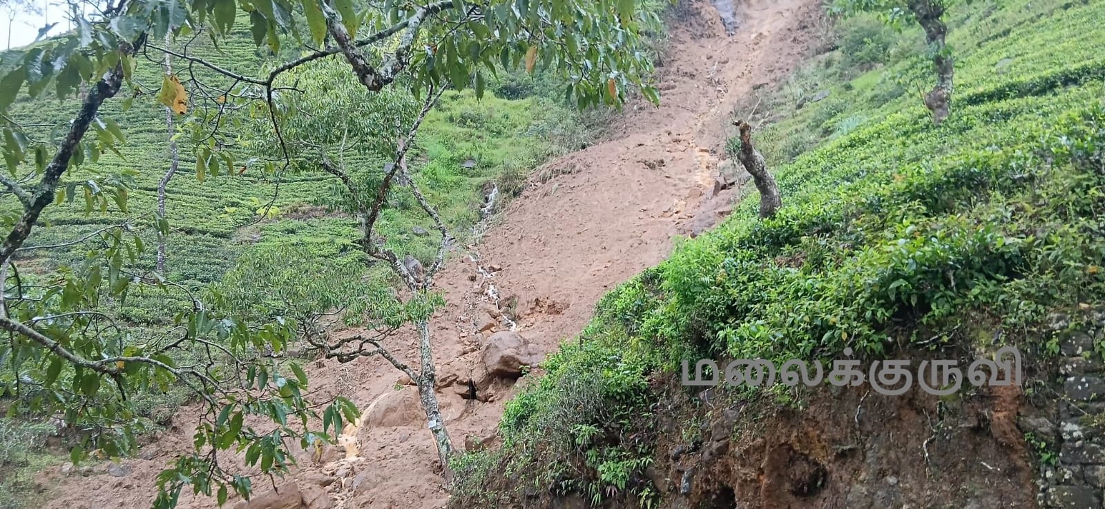 மஸ்கெலியா கார்ட்மோர் கல்கந்தை தோட்டத்தில் 24 பேர் வெளியேற்றம்!