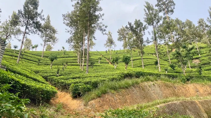 லிந்துலையில் குளவிக்கொட்டுக்கு இலக்கான இளம் முதியவர் மரணம்!