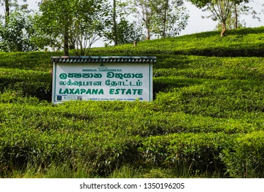 வாழமலையில் குளவிக்கொட்டுக்கு இலக்கான பெண்கள் வைத்தியசாலையில்